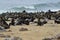 Cape fur seals, Namibia