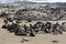 Cape fur seals, Namibia