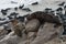 Cape fur seals, Namibia