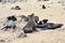 Cape fur seals, Namibia