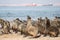 Cape Fur Seals Running towards Water