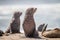 Cape fur seals sitting on the beach.