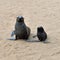 Cape fur seals, Skeleton Coast, Namibia