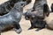 Cape fur seals, Skeleton Coast, Namibia