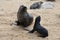 Cape fur seals, Skeleton Coast, Namibia