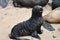 Cape fur seals, Skeleton Coast, Namibia