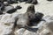 Cape fur seals, Skeleton Coast, Namibia