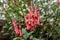 Cape fushia flowers