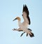 Cape Gannet