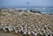 Cape Gannet Colony