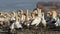 Cape gannet colony