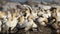 Cape gannet colony