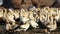 Cape gannet colony - South Africa