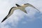 Cape gannet in flight 3