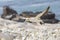 Cape Gannet Morus capensis in flight, Birds Island, Lamberts Bay, Western Cape, South Africa