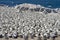 Cape Gannets