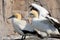 Cape Gannets