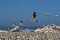 Cape gannets B5