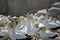 Cape Gannets Morus capensis South Africa