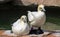 Cape Gannets in a rehab facility wearing socks