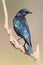 Cape Glossy Starling