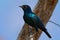 Cape Glossy Starling