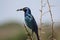 Cape Glossy Starling