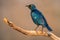 Cape Glossy Starling with iridescent blue