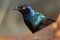 Cape glossy starling in the Kalahari desert