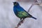 Cape Glossy Starling lampotornis nitens