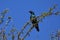 Cape glossy starling lamprotornis nitens