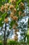 Cape of Good Hope flower Dracaena fragrans with soft bokeh bac