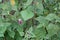 CAPE GOOSEBERRY BUSH WITH MORNING GLORY VINES INTERTWINED