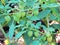 Cape gooseberry or Golden berry Physalis peruviana Unripe gree