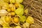 Cape Gooseberry Physalis Peruviana or Ground cherries, winter cherry, Physalis minima, Inca berry, Golden strawberry