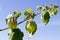 Cape Gooseberry (Physalis peruviana), little twig