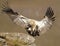 The Cape Griffon or Cape Vulture