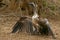Cape Griffon or Cape Vulture (Gyps coprotheres)