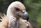 Cape Griffon vulture, large raptor indigenous to the area, photographed in the Drakensberg mountains, Cathkin Peak, South Afri