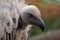Cape Griffon vulture, large raptor indigenous to the area, photographed in the Drakensberg mountains, Cathkin Peak, South Afri