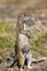 Cape Ground Squirrel