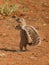 Cape ground squirrel