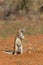 Cape Ground Squirrel or African Ground Squirrel