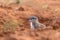 Cape Ground Squirrel or African Ground Squirrel