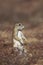 Cape Ground Squirrel or African Ground Squirrel