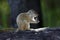 Cape Ground Squirrel - Botswana