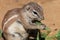 Cape ground squirrel eating green grass