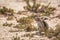 Cape ground squirrel in Kgalagadi transfrontier park, South Africa