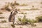 Cape ground squirrel in Kgalagadi transfrontier park, South Africa