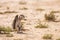 Cape ground squirrel in Kgalagadi transfrontier park, South Africa